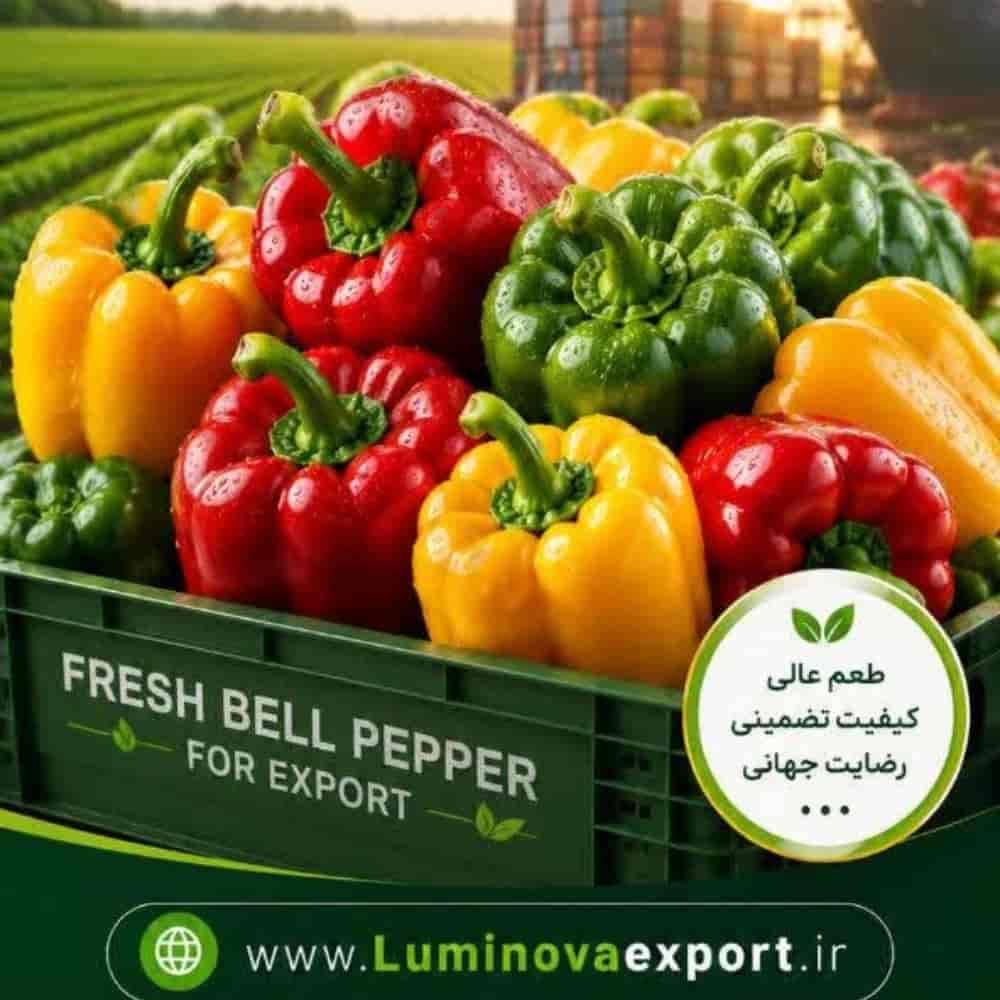 فلفل دلمهای رنگی تازه